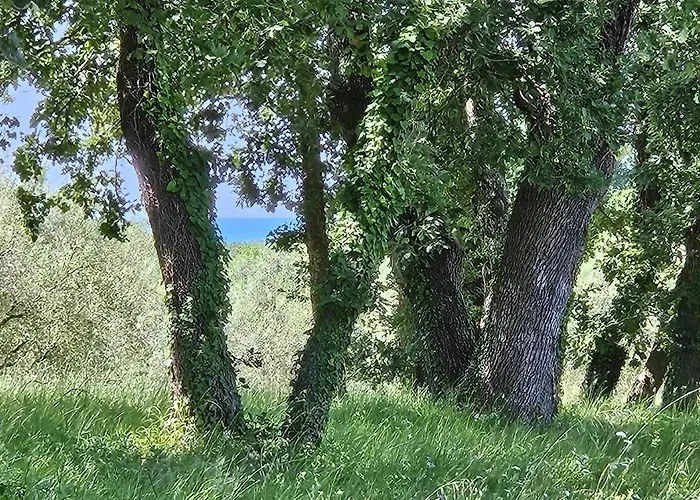 アパート Sofia Adria ポレッチ